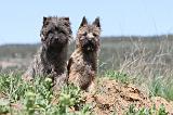 CAIRN TERRIER 252